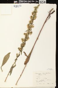 Solidago hispida image