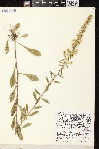 Solidago hispida image