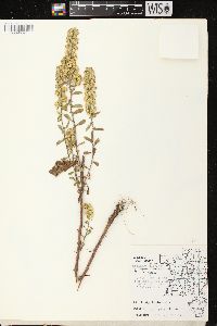 Solidago hispida image