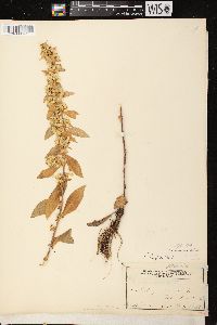 Solidago hispida image