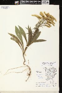 Solidago missouriensis var. fasciculata image