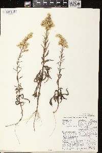 Solidago missouriensis var. fasciculata image