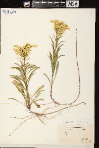 Solidago missouriensis var. fasciculata image