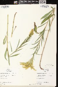 Solidago missouriensis var. fasciculata image