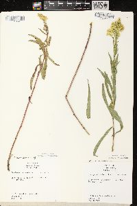 Solidago missouriensis var. fasciculata image