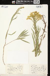 Solidago missouriensis var. fasciculata image