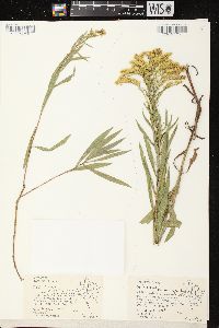 Solidago missouriensis var. fasciculata image