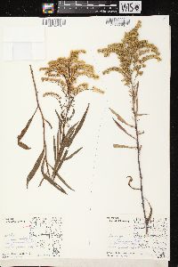 Solidago missouriensis var. fasciculata image