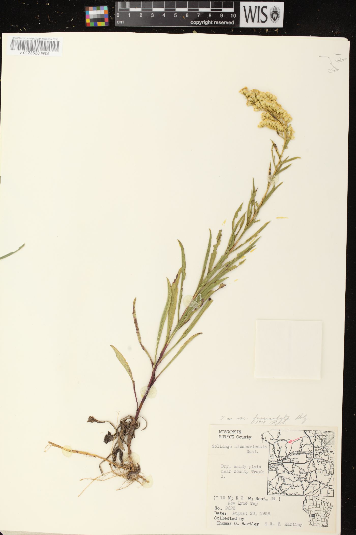 Solidago missouriensis var. fasciculata image