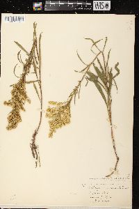 Solidago missouriensis var. fasciculata image