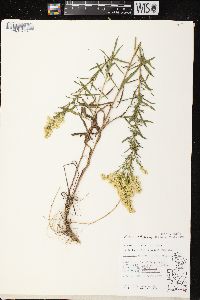 Solidago missouriensis var. fasciculata image