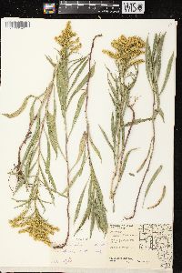 Solidago missouriensis var. fasciculata image