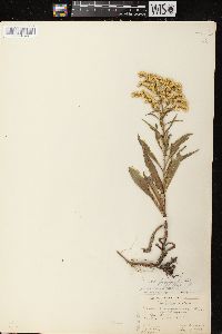 Solidago missouriensis var. fasciculata image