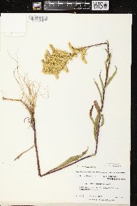 Solidago missouriensis var. fasciculata image