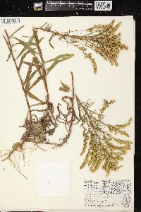 Solidago missouriensis var. fasciculata image