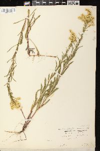 Solidago missouriensis var. fasciculata image