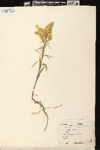 Solidago missouriensis var. fasciculata image