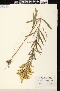 Solidago missouriensis var. fasciculata image