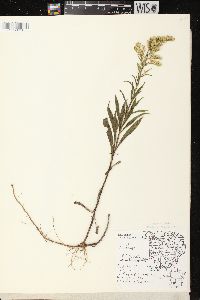 Solidago missouriensis var. fasciculata image