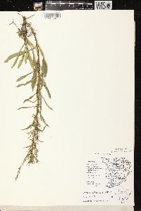 Solidago missouriensis var. fasciculata image