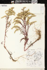 Solidago missouriensis var. fasciculata image