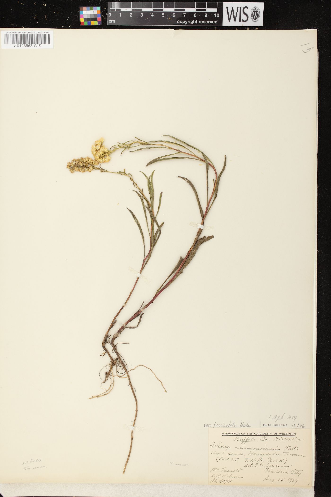 Solidago missouriensis var. fasciculata image