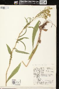 Solidago missouriensis var. fasciculata image