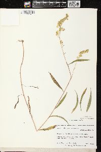 Solidago missouriensis var. fasciculata image