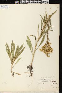 Solidago missouriensis var. fasciculata image