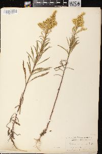 Solidago missouriensis var. fasciculata image