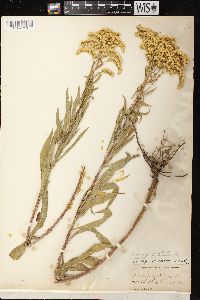 Solidago missouriensis var. fasciculata image