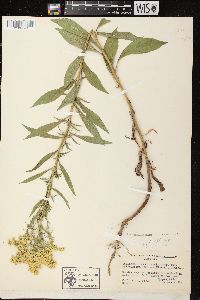 Solidago missouriensis var. fasciculata image