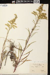 Solidago missouriensis var. fasciculata image