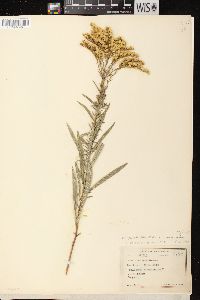 Solidago missouriensis var. fasciculata image