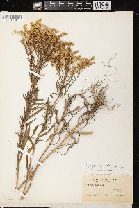 Solidago missouriensis var. fasciculata image