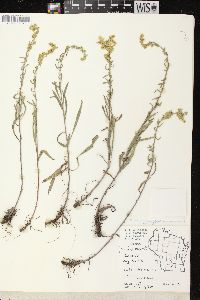 Solidago nemoralis subsp. nemoralis image