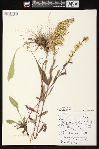 Solidago nemoralis subsp. nemoralis image