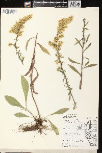 Solidago nemoralis subsp. nemoralis image