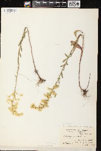 Solidago nemoralis subsp. nemoralis image