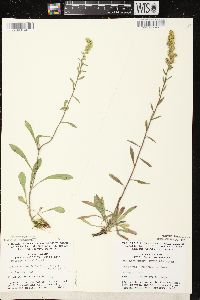 Solidago nemoralis subsp. nemoralis image