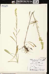 Solidago nemoralis subsp. nemoralis image