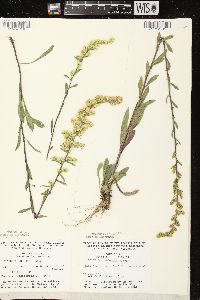 Solidago nemoralis subsp. nemoralis image