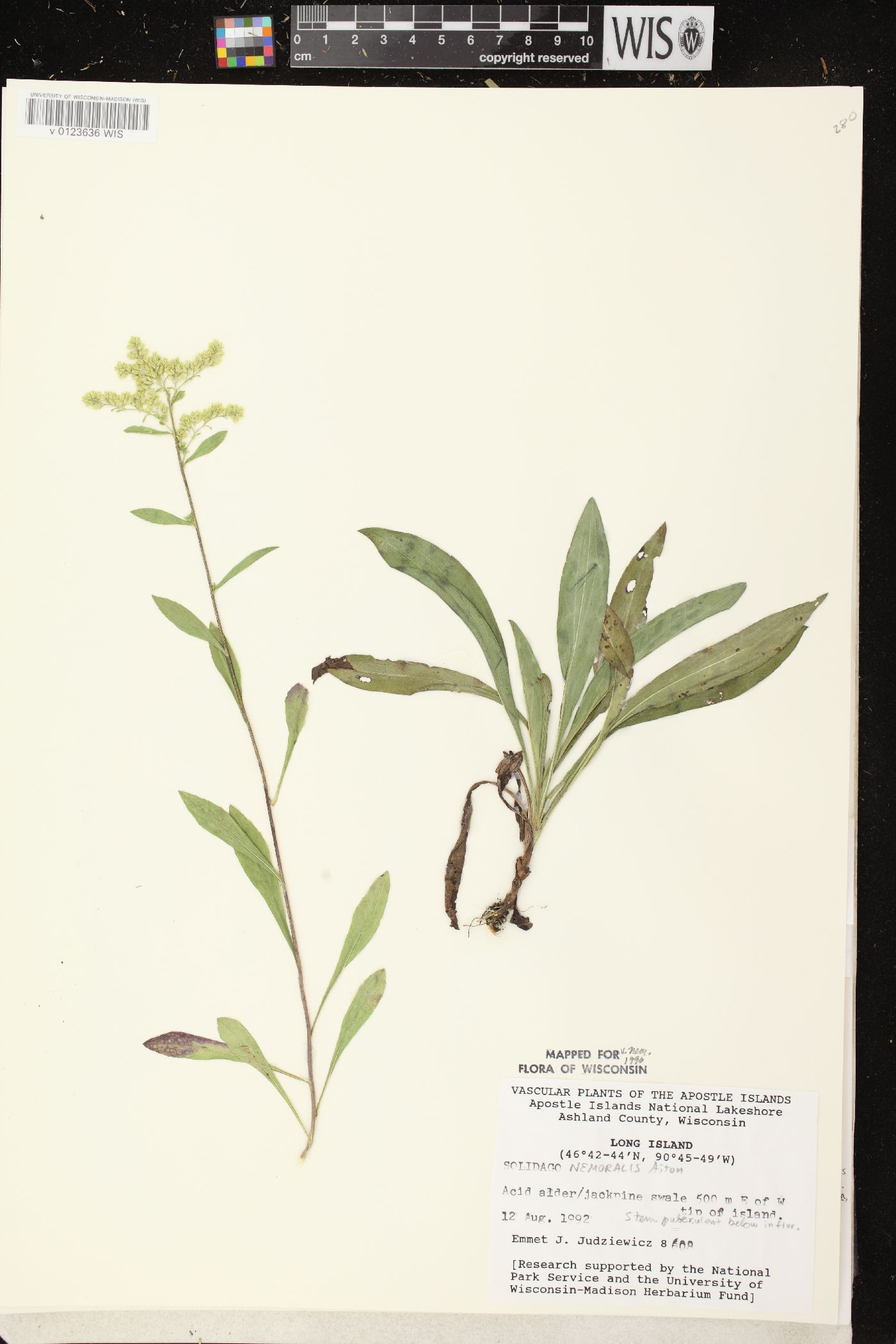 Solidago nemoralis subsp. nemoralis image