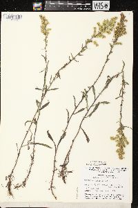 Solidago nemoralis subsp. nemoralis image