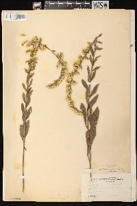 Solidago nemoralis subsp. nemoralis image
