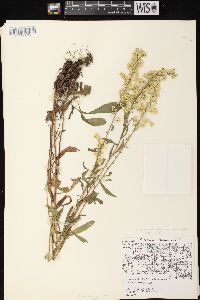 Solidago nemoralis subsp. nemoralis image