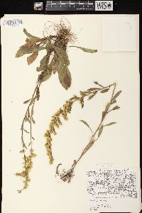 Solidago nemoralis subsp. nemoralis image