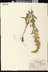 Solidago nemoralis subsp. nemoralis image