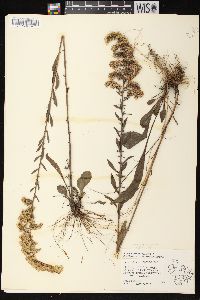 Solidago nemoralis subsp. nemoralis image