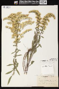 Solidago nemoralis subsp. nemoralis image